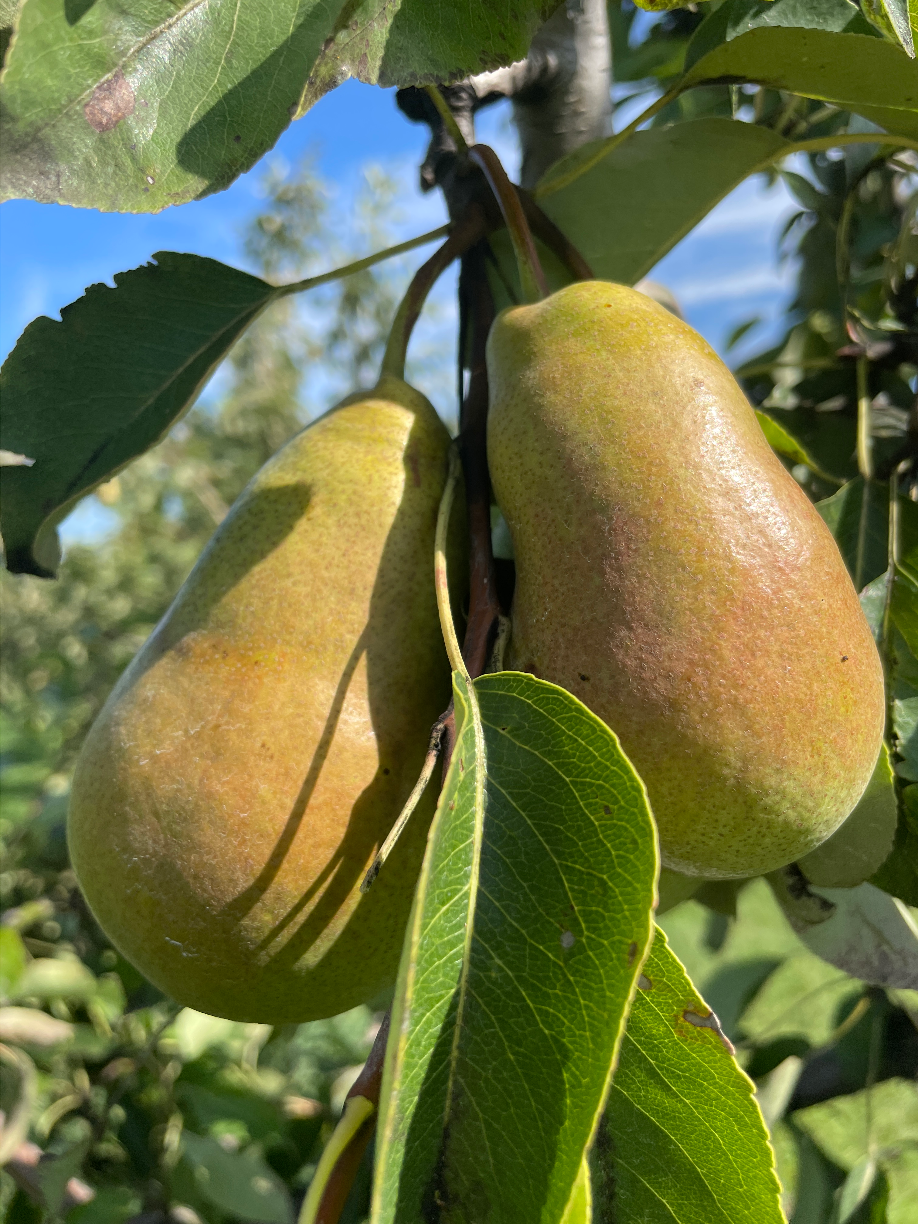 Harrow Sweet pears almost ready for harvest.